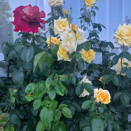 فندق مبيت وإفطار Lux 3*