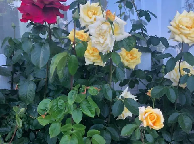 Bed and Breakfast Lux 3*